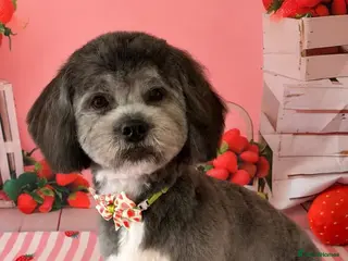 Mixed Breed dogs La Chon - Advert 2