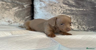 Miniature Dachshund dogs - Advert 13