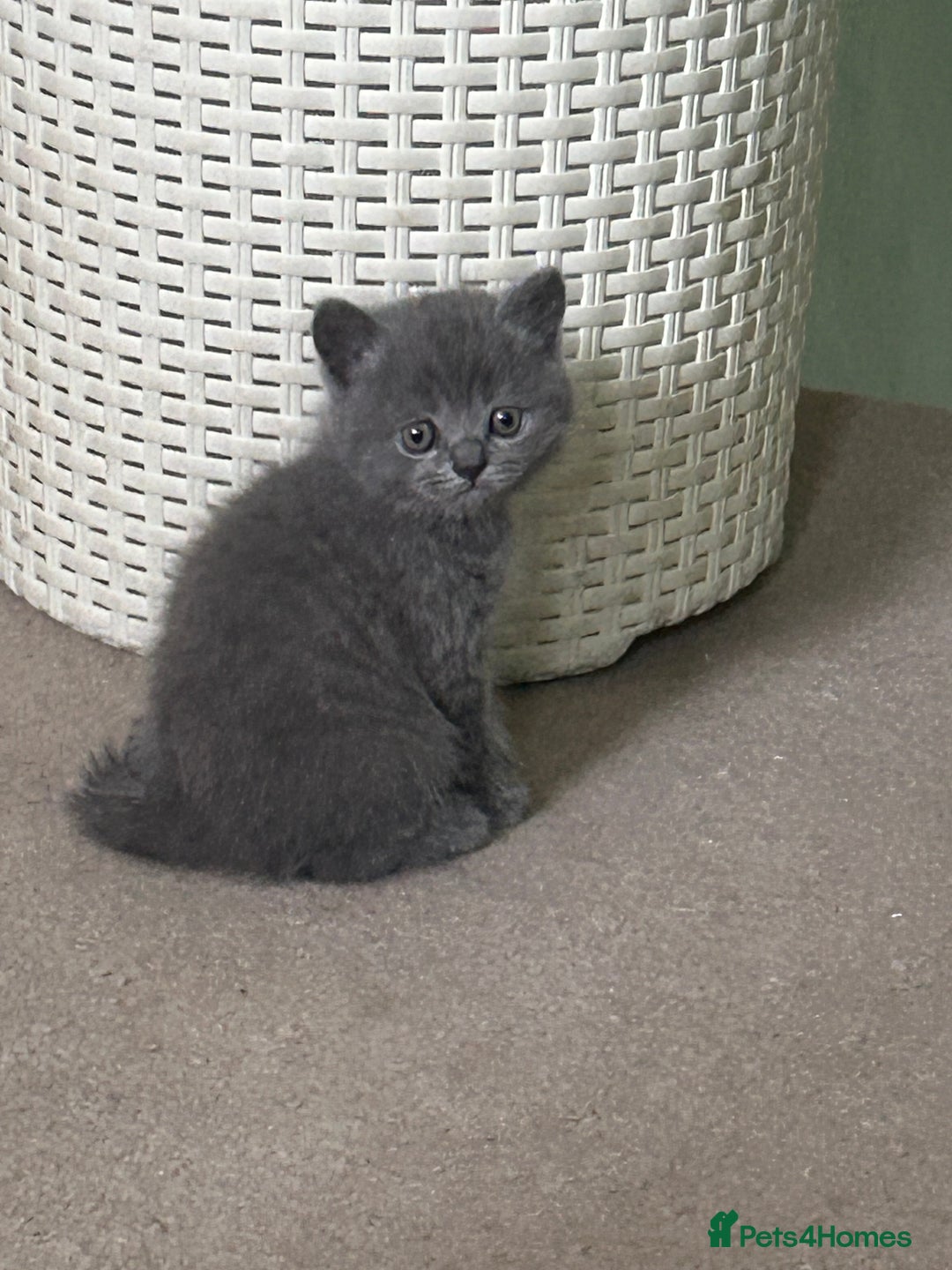 Scottish Fold cats for sale: Scottish fold/straight boys ready for reservation. - Image 12