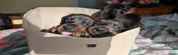 Dobermann dogs for sale: KC registered litter of 5 Dobermann puppies - Advert 19