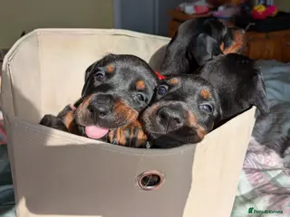 Dobermann dogs KC registered litter of 5 Dobermann puppies - Advert 12