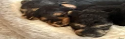Mixed Breed dogs for sale: Miniature poodle x scot terrier/ poodle x puppies  - Advert 7