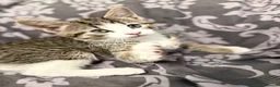 Mixed Breed cats for sale: Kittens ready  - Advert 3