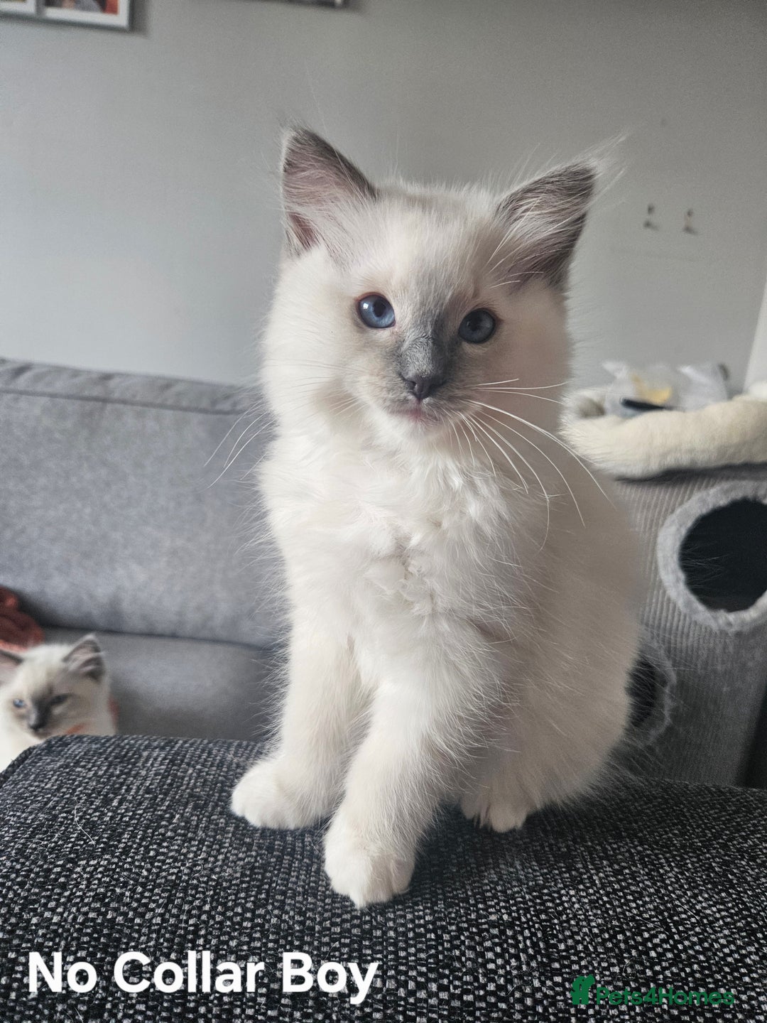 Ragdoll cats for sale: 8 Ragdoll Kittens Ready NOW - Image 4