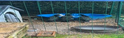 Ducks poultry for sale: Omlet 8x8x8 run & 4 ducks - Advert 3