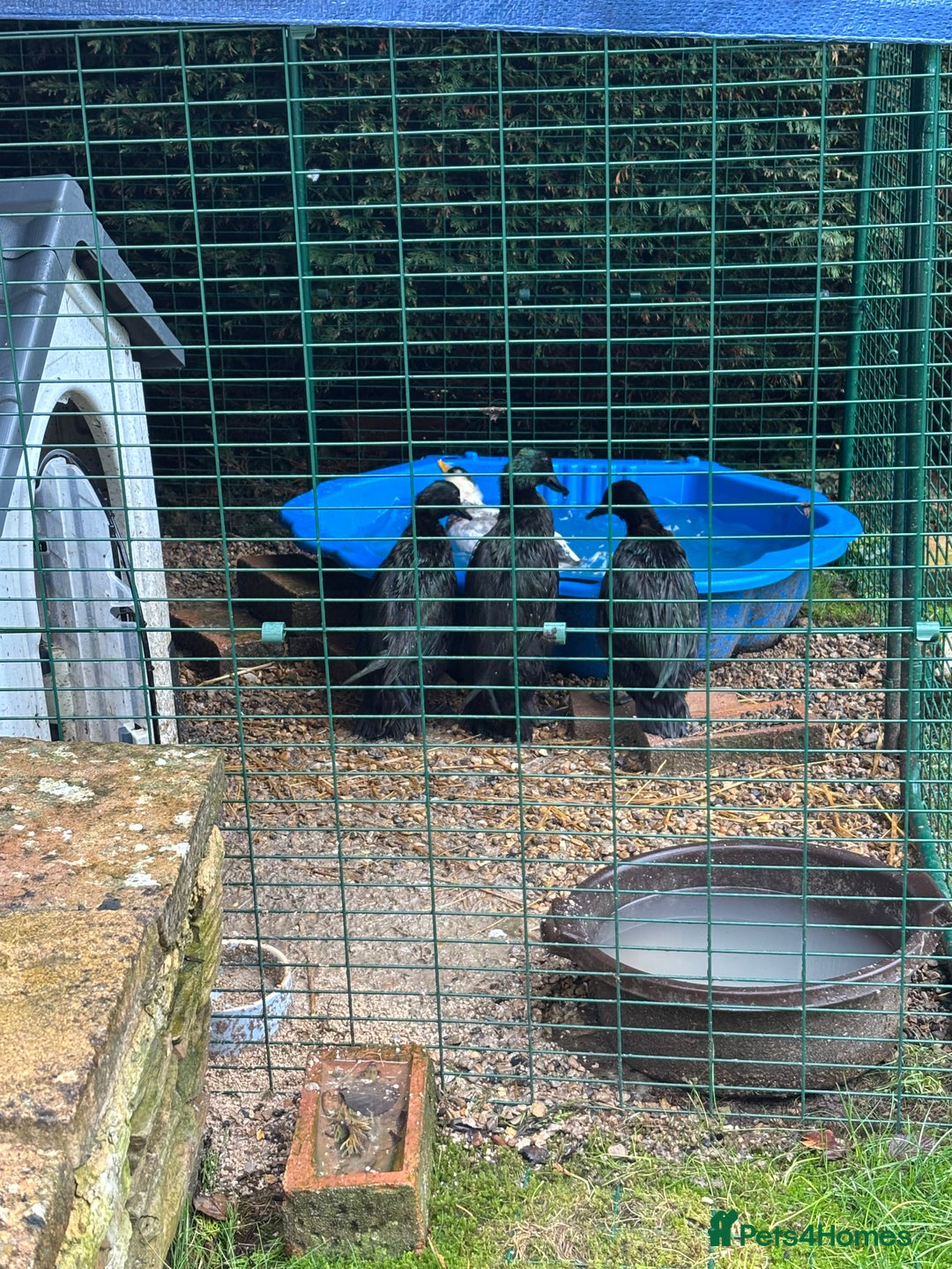 Ducks poultry for sale: Omlet 8x8x8 run & 4 ducks - Advert 3