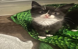 British Longhair cats for sale: Beautiful longhaired kittens ready to go now! - Image 5