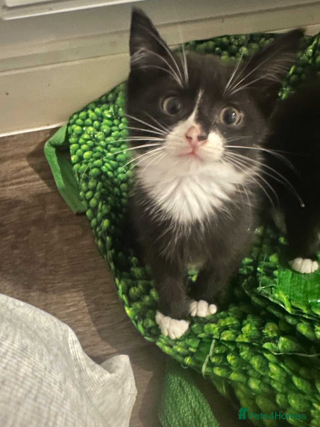 British Longhair cats for sale: Beautiful longhaired kittens ready to go now! - Image 5