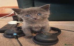 Mixed Breed cats for sale: 3 boys and 1 girl - Image 1