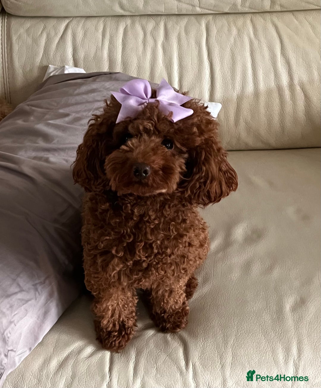 Toy Poodle dogs for sale: 3 adorable toy poodles. Multicoloured, check des. - Advert 4