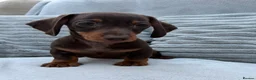 Miniature Dachshund dogs for sale: Gorgeous KC registered Miniature Dachshunds   - Advert 8