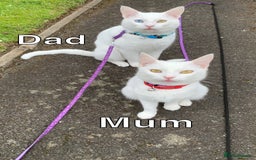 Mixed Breed cats for sale: White Gray and Ragdoll Kittens - Image 40