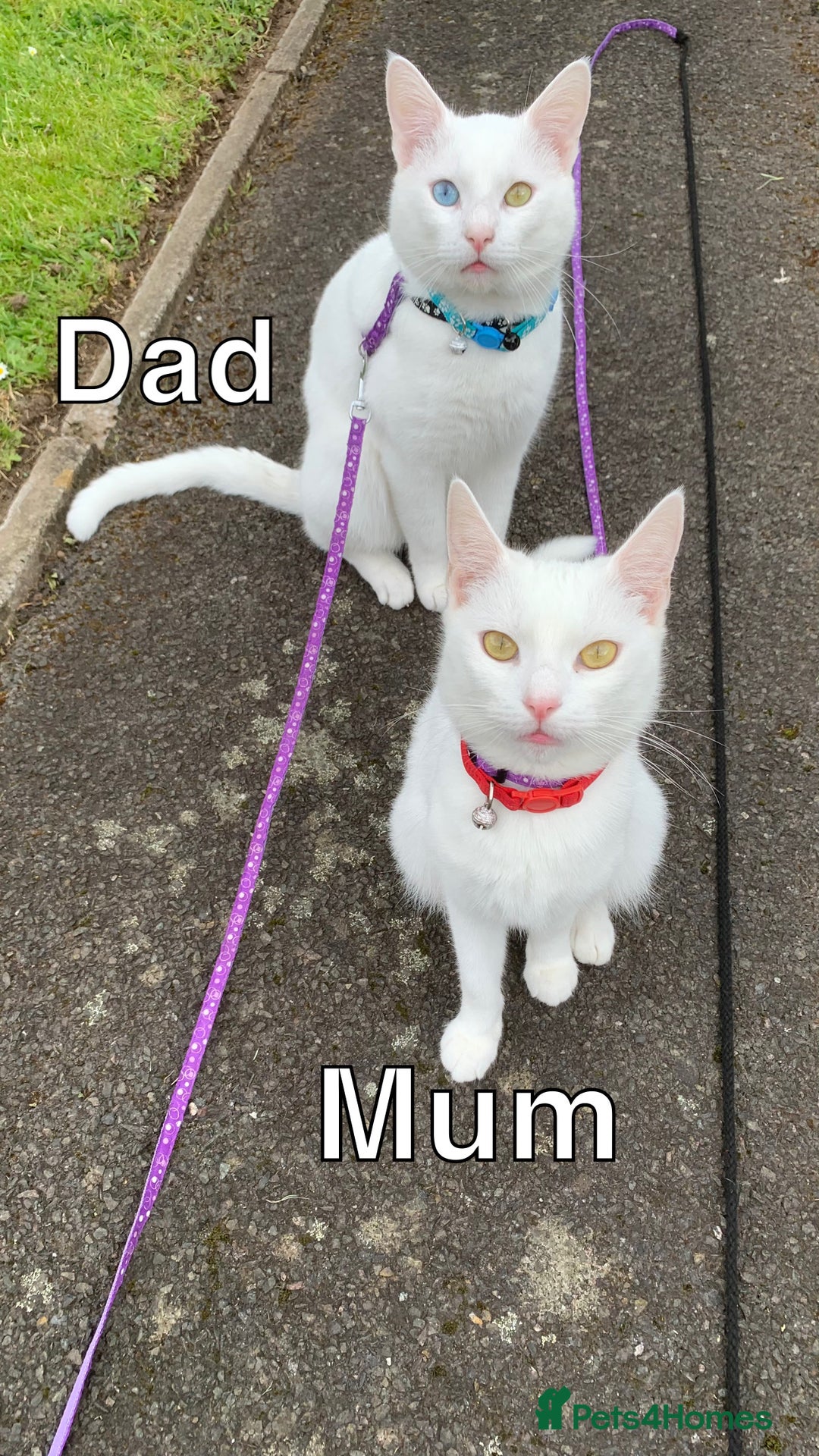 Mixed Breed cats for sale: White Gray and Ragdoll Kittens - Image 40