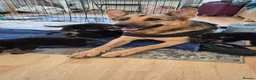 German Shepherd dogs for sale: Beautiful German Shepherd Puppies - Advert 8
