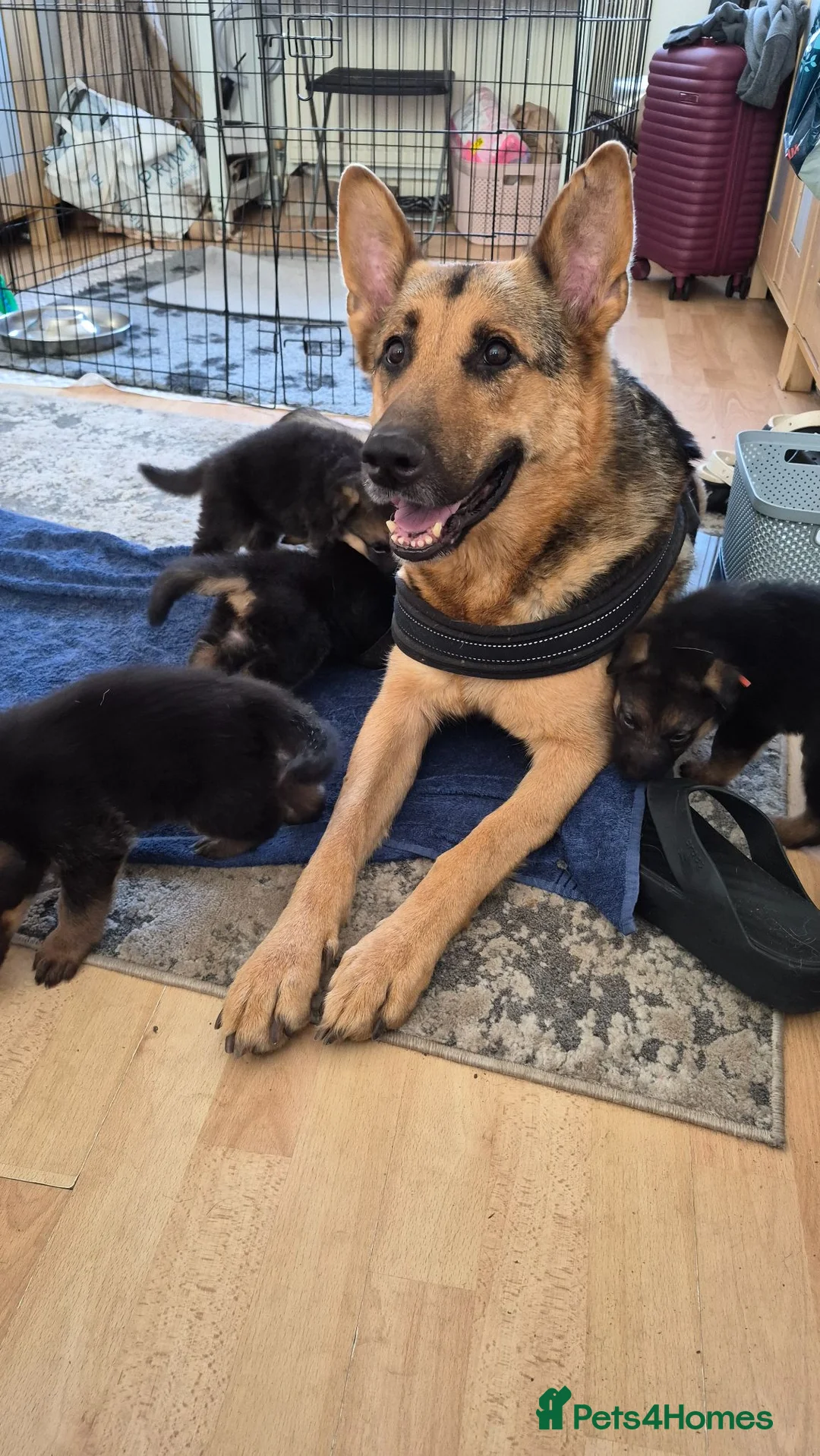 German Shepherd dogs for sale: Beautiful German Shepherd Puppies - Advert 8