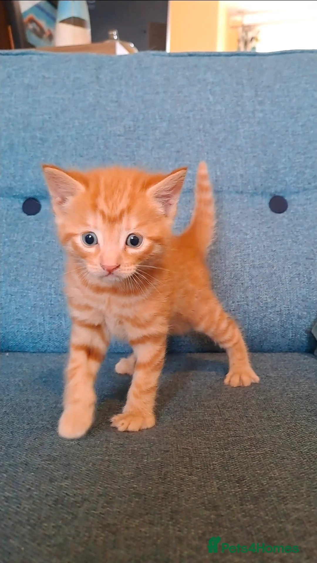 Mixed Breed cats for sale: Kittens for sale, 1 boy, 4 girls.. mixed colours - Advert 2