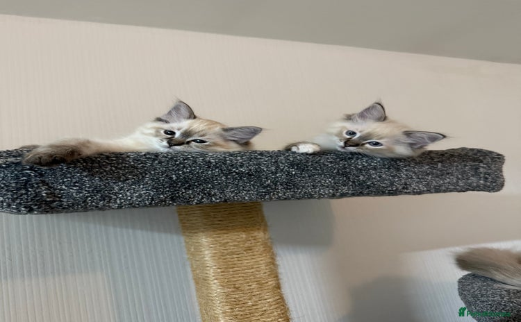 Ragdoll cats - Advert 1