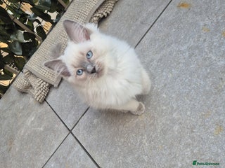 Ragdoll cats 1 cutie left!! 💕 GCCF and Tica Certified - Advert 18