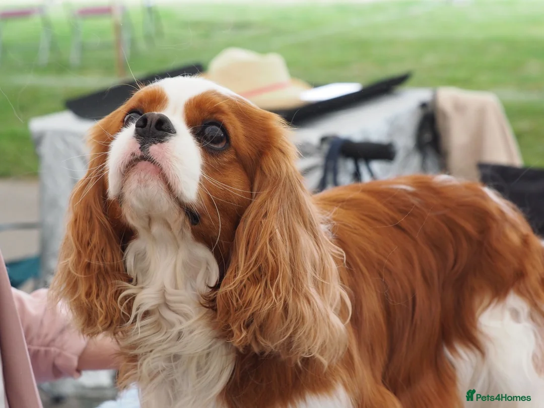 Cavalier King Charles Spaniel dogs for stud: KC Registered Health Tested Blenheim CKCS Stud - Advert 4