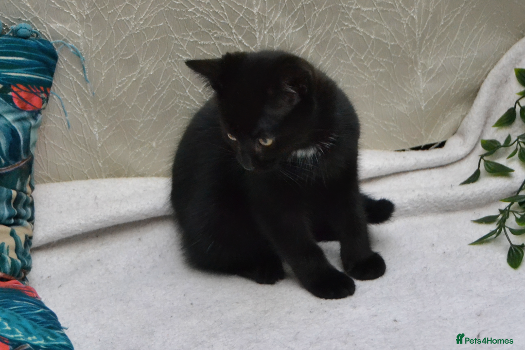 Mixed Breed cats for sale: Gorgeous Maine-Coon/Ragdoll/Bombay Mix Kittens!!! - Image 8