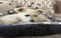 Cairn Terrier dogs for sale: Libby - A Gentle Rescue Terrier Mix 💕 - Image 2