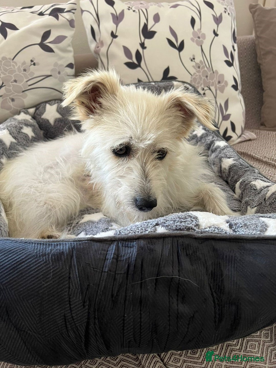 Cairn Terrier dogs for sale: Libby - A Gentle Rescue Terrier Mix 💕 - Image 2