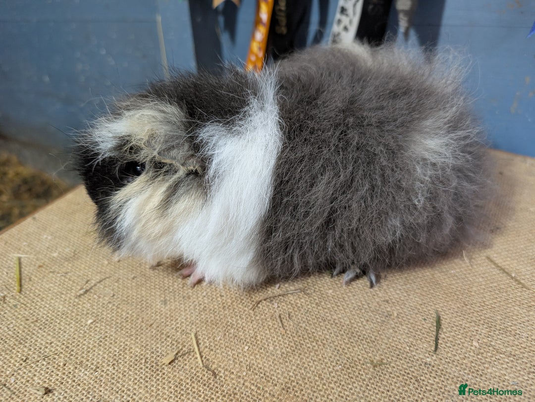 Guinea Pig rodents for sale: Swiss baby boars  - Advert 1