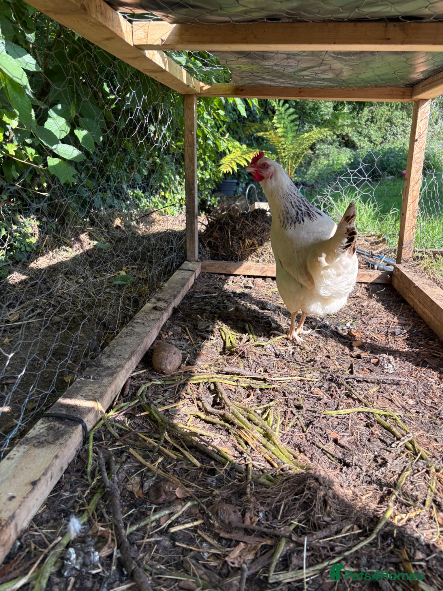Chickens poultry One Light sussex & one black rock hens for sale  - Advert 8