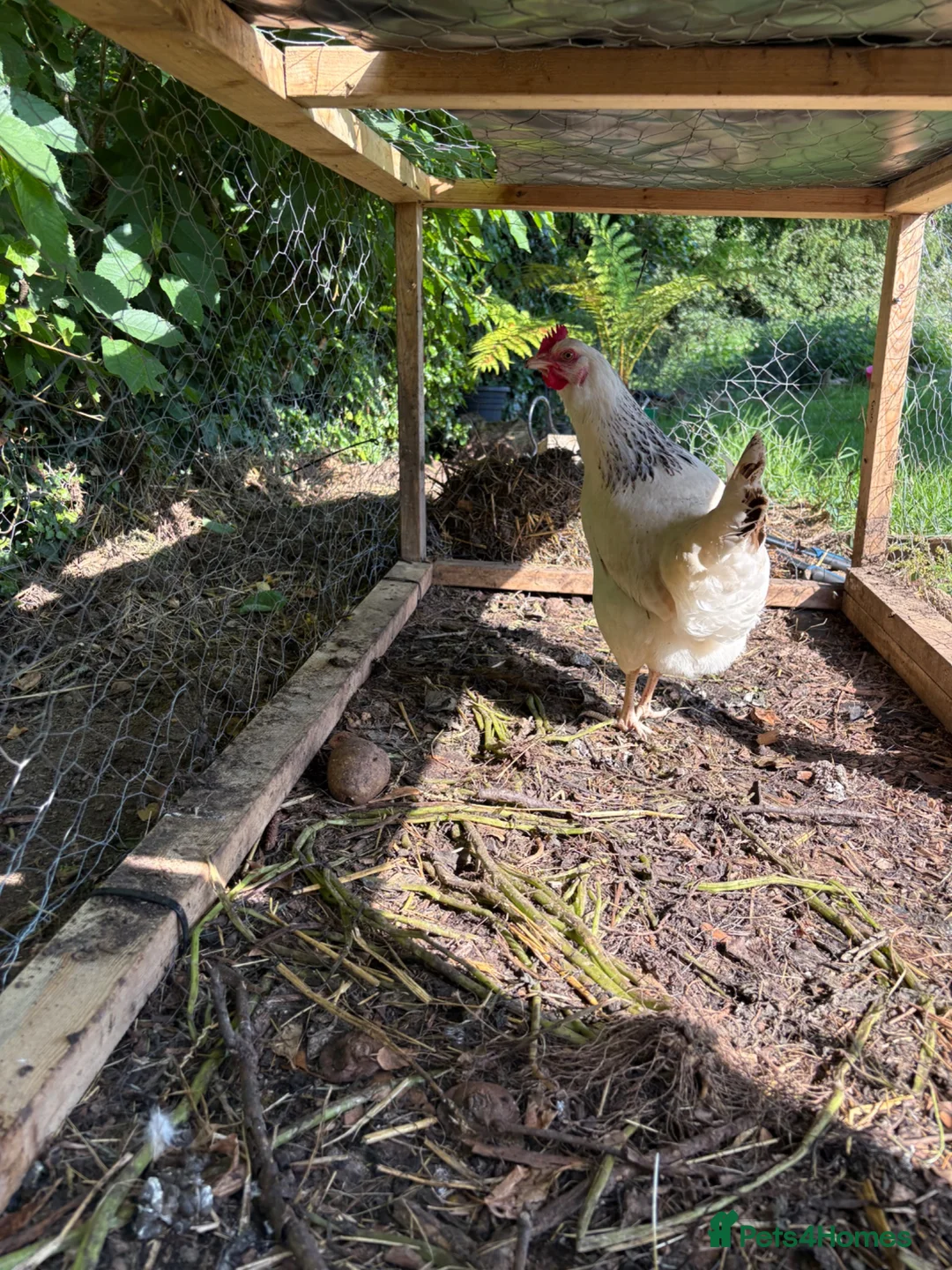 Chickens poultry for sale: One Light sussex & one black rock hens for sale  in Dover - Advert 1