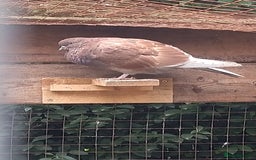 Pigeons birds for sale: Young tipplers/tumblers & racers £3 each - Image 12
