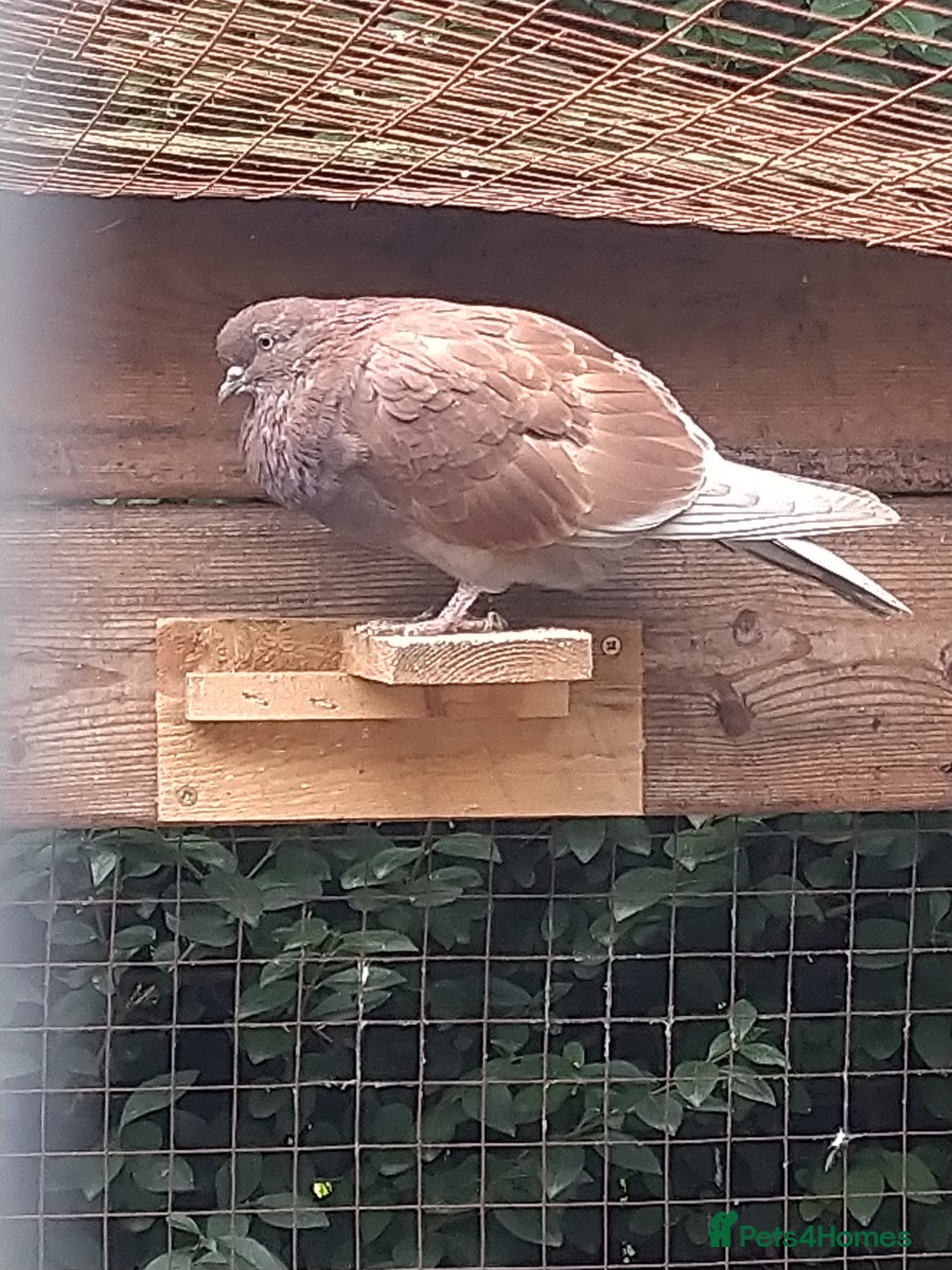 Pigeons birds for sale: Young tipplers/tumblers & racers £3 each - Image 12
