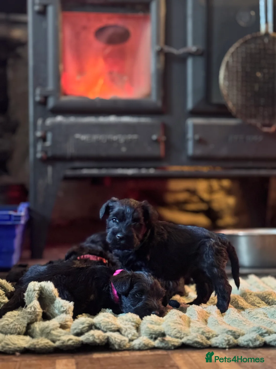 Miniature Schnauzer dogs for sale: KC black miniature schnauzer puppies - Advert 4