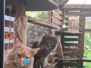 Maine Coon cats Maine coon xl pedigree active - Advert 1