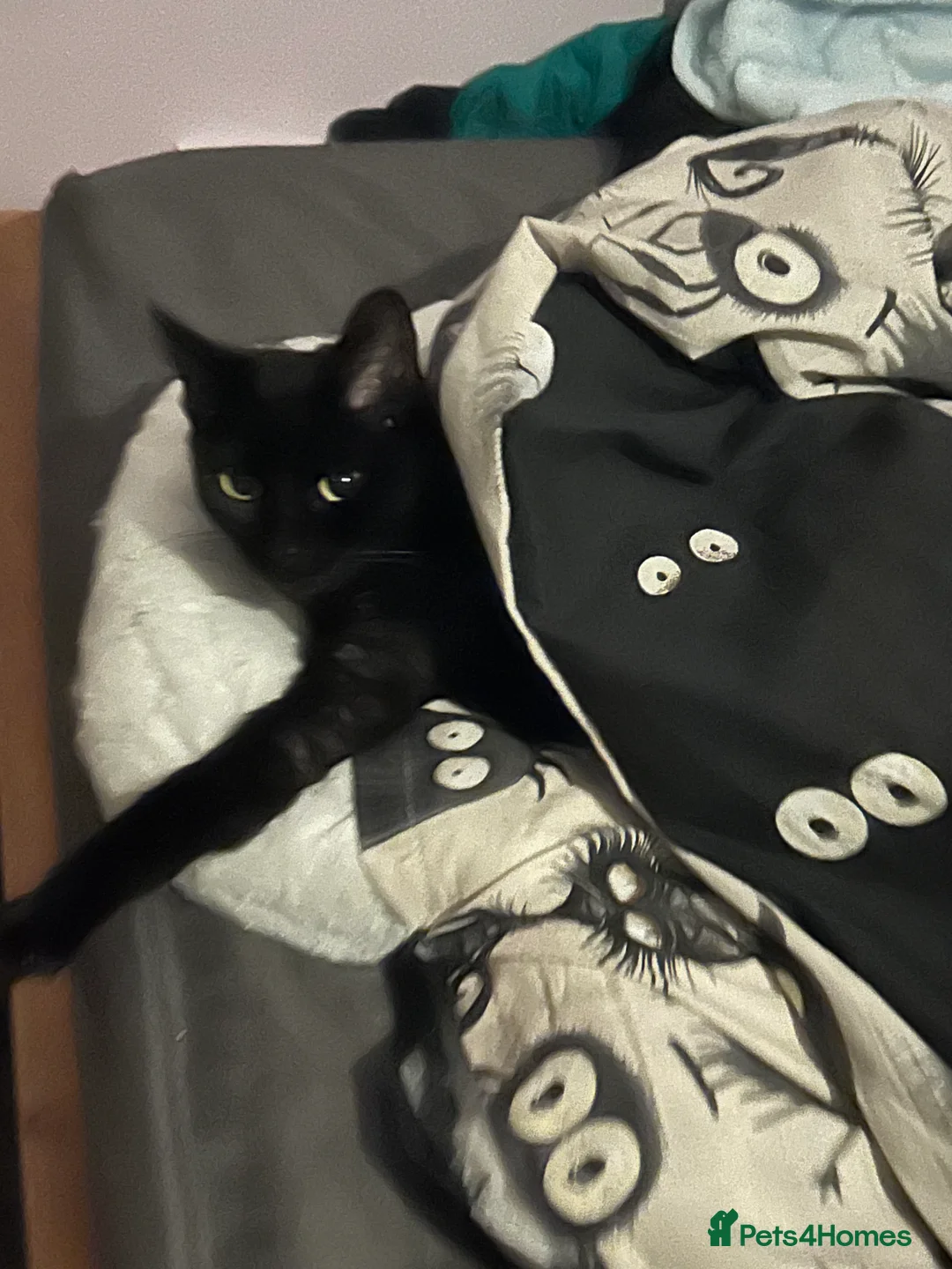 Bombay cats for sale: Sabrina 3YO girl in Bristol - Advert 5