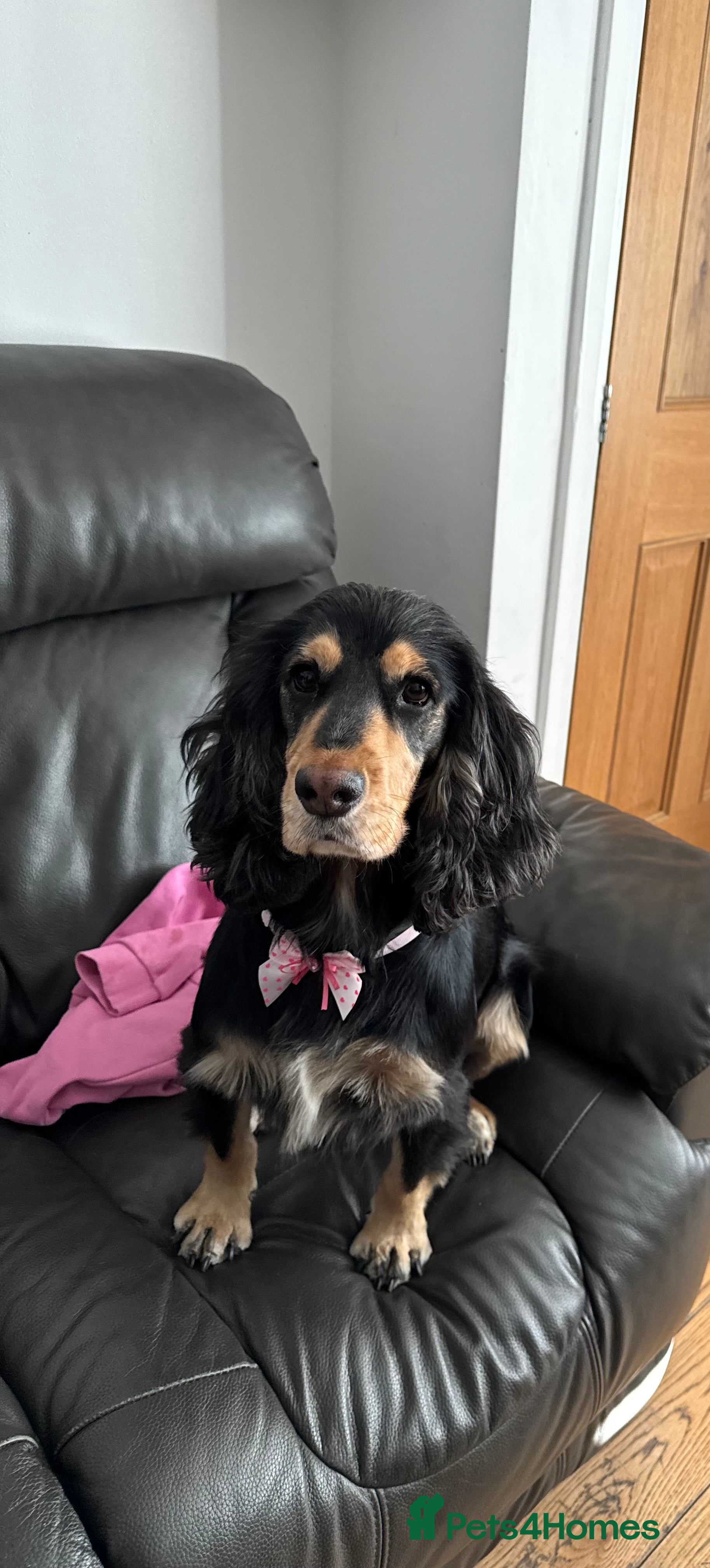 Cocker Spaniel dogs Beautiful show cocker spaniel - Advert 1