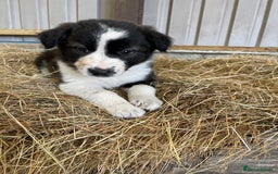 Welsh Collie dogs for sale: For sale - Image 2