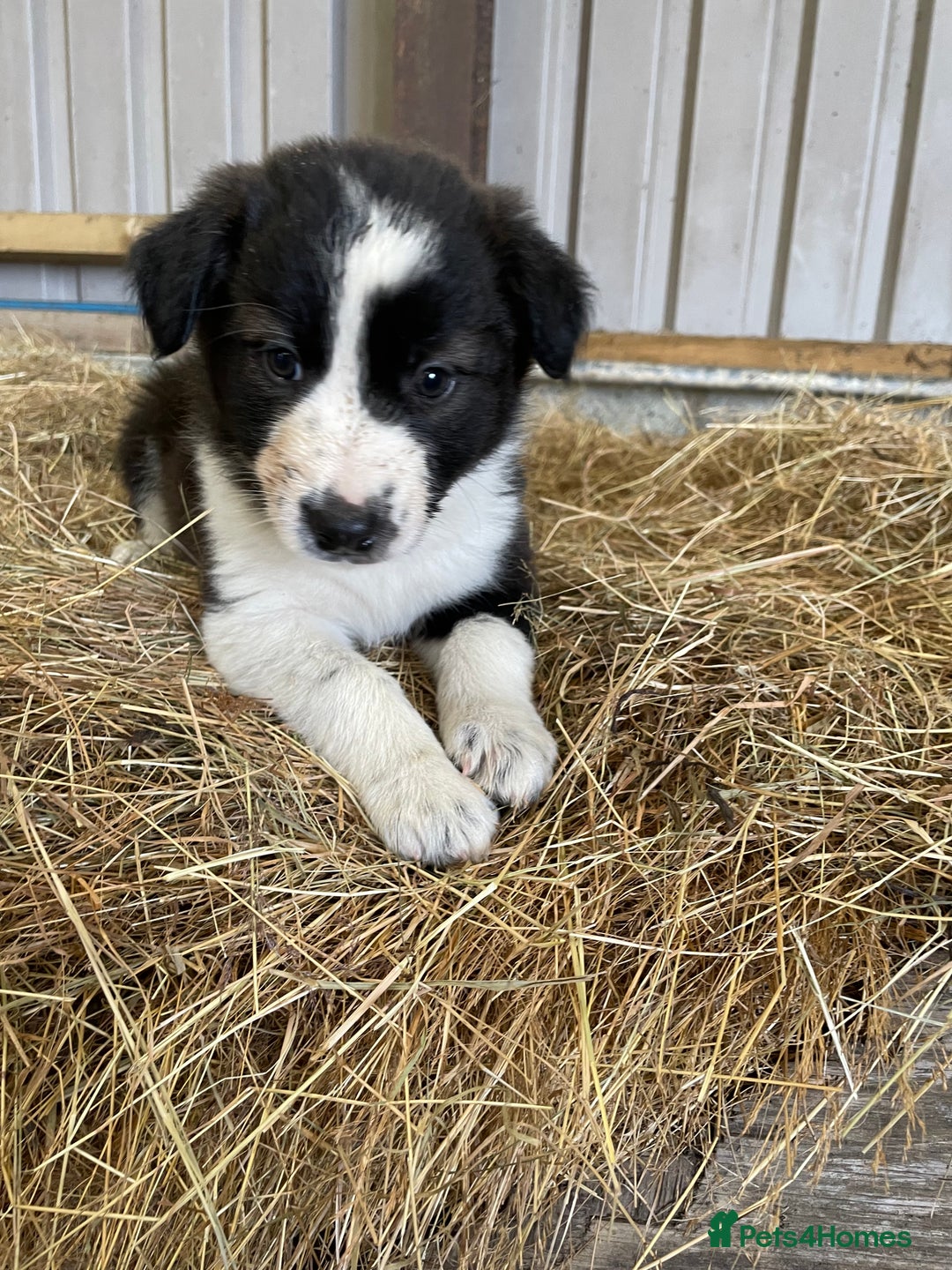 Welsh Collie dogs for sale: For sale - Image 2