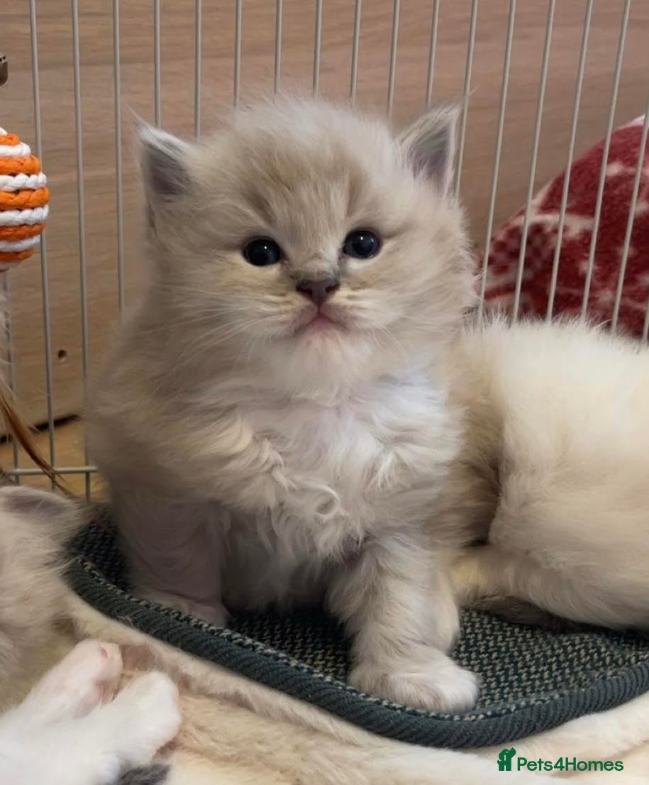 Ragdoll cats TICA Registered Ragdoll Kittens - Advert 4