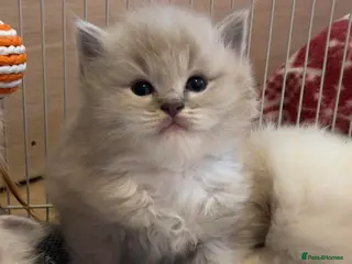 Ragdoll cats TICA Registered Ragdoll Kittens - Advert 6