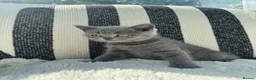British Shorthair cats for sale: British Shorthair Kittens Blue - Advert 21