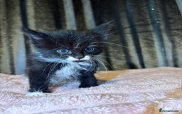 Mixed Breed cats for sale: Grey/black kittens  - Image 12