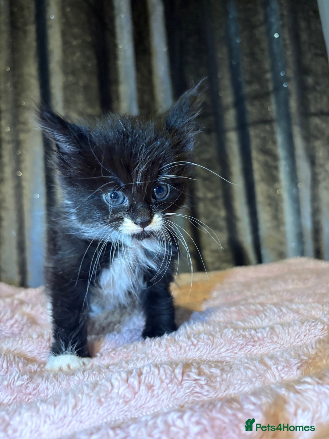 Mixed Breed cats for sale: Grey/black kittens  - Image 12