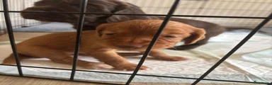 Cocker Spaniel 4