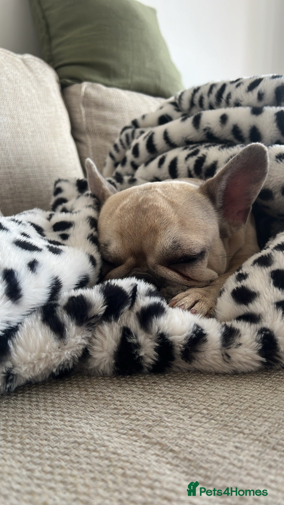 Mixed Breed dogs 💔Rehoming - Frenchie in need of forever home🐾 - Advert 4