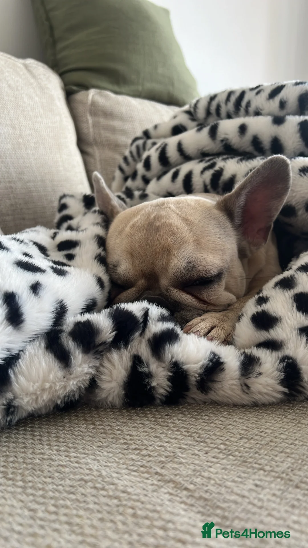 Mixed Breed dogs for sale: 💔Rehoming - Frenchie in need of forever home🐾 in London - Advert 1