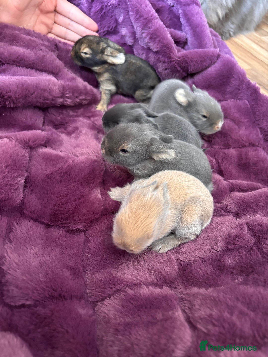 Mini Lion Lop rabbits for sale: Mini lion lops  - Image 5