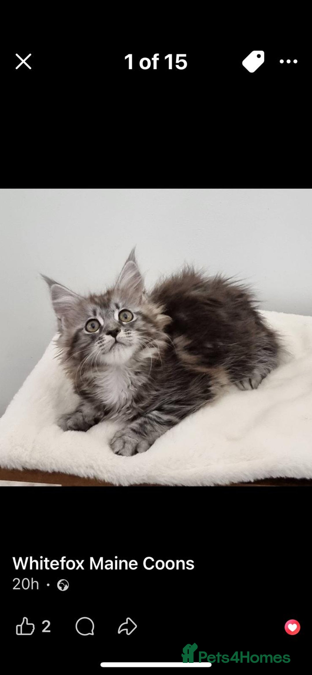 Maine Coon cats for sale: Pedigree Maine Coon Kittens for sale  - Advert 3
