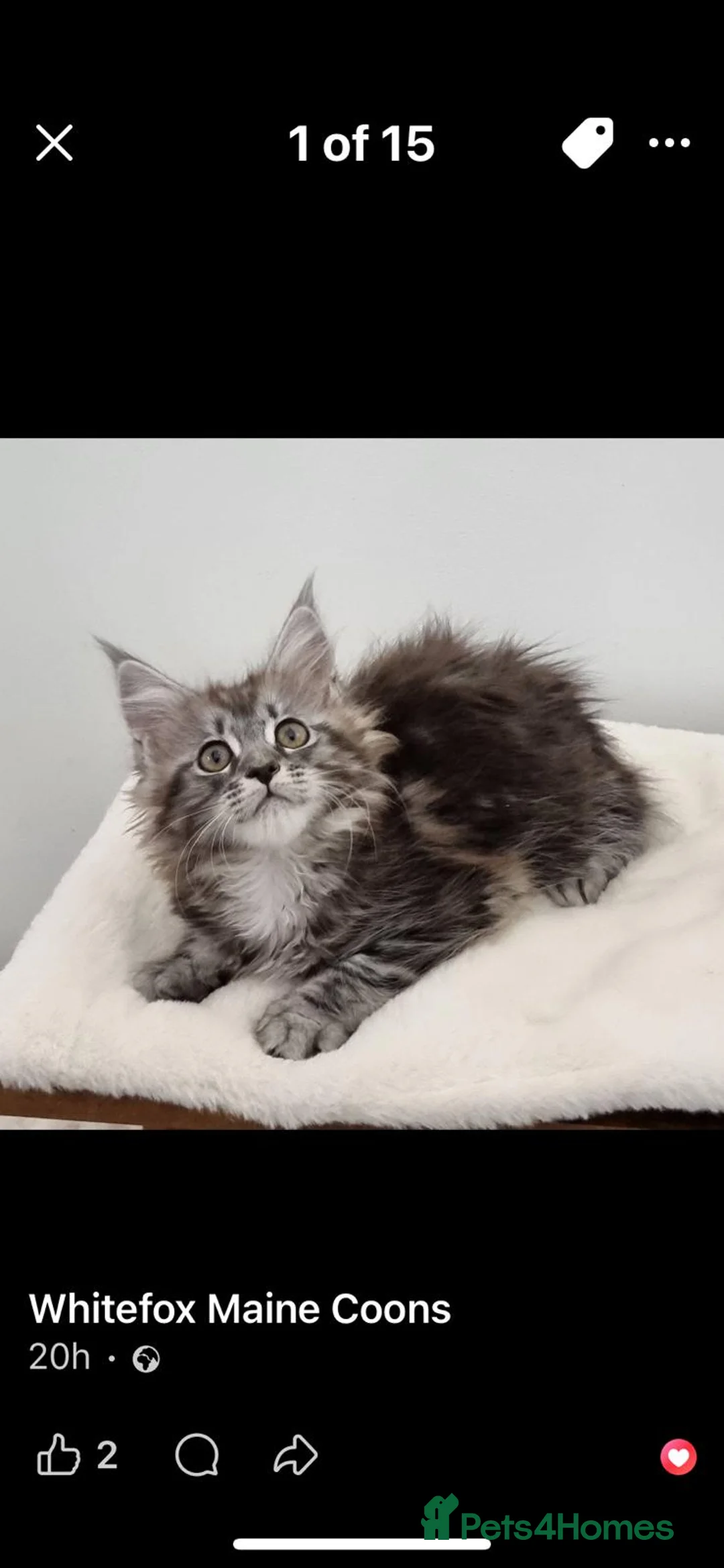 Maine Coon cats for sale: Pedigree Maine Coon Kittens for sale  - Advert 3