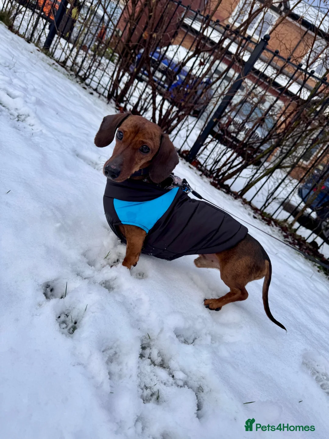 Miniature Dachshund dogs for stud: MINIATURE DACHSHUND FOR STUD - Advert 2