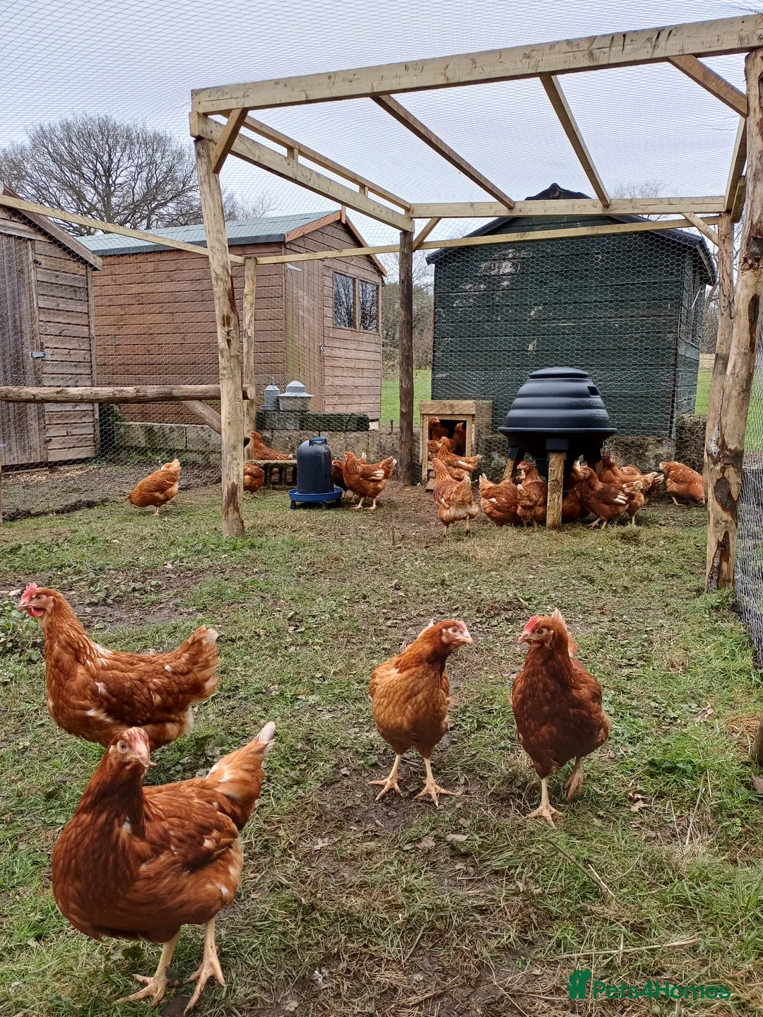 Chickens poultry for sale: Point of lay Chickens  - Advert 9